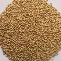 山西產(chǎn)地100斤/袋帶皮殼紅谷子、白谷子黃谷子、鳥食谷子 不包郵