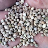 80斤/袋鳥食線麻子、鳥料火麻仁、油料火麻仁 花肥線麻子運(yùn)費到付