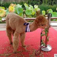 哪里有出租羊駝的，一只羊駝價(jià)格 展覽動(dòng)物租賃公司 馬戲團(tuán)表演