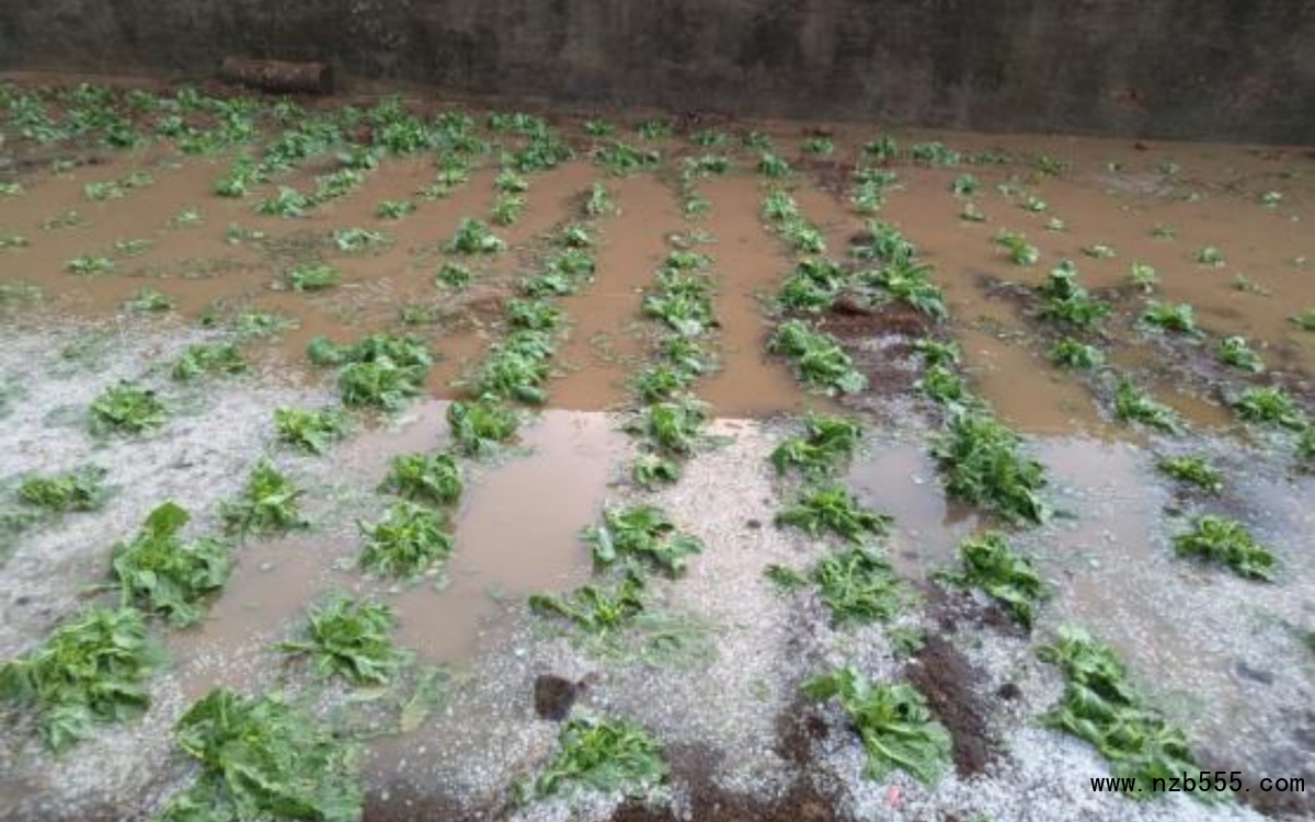 部分露地蔬菜在冰雹、暴雨后出現積水。北京市農業技術推廣站供圖