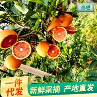 廠家供應貴州資中塔羅科玫瑰血橙 新鮮水果榨汁非中華紅橙子