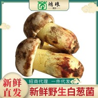 2020新貨白蔥菌500g 食用菌酒店煲湯食材美味農副產品廠家批發