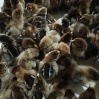 山東批發(fā)青腳麻公雞 青腳麻雞 青腳麻雞肉雞