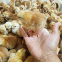 山東孵化場紅玉雞 農(nóng)家紅玉雞 出殼大紅公雞