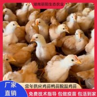 批發(fā)脫溫一個月黃土雞苗活體半斤重幼崽農(nóng)村山地放養(yǎng)土雞養(yǎng)活好養(yǎng)