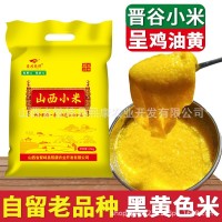 山西黃小米正宗晉谷21號小米新小米農(nóng)家自種繁峙羊肥小米月子米