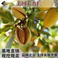 正宗二年紙皮巴旦木樹苗 顆粒飽滿 扁桃種苗 薄殼堅(jiān)果 每畝種植