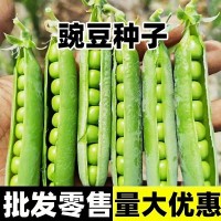 豌豆種子甜水水果甜豌豆耐寒早熟種子種籽荷蘭豆豌豆尖食用家庭園