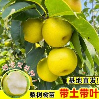 【基地直發(fā)】梨樹樹苗南北方種植帶土帶葉嫁接高產(chǎn)大果云南紅梨桂