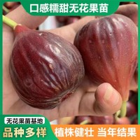 無花果樹苗1米以上波姬紅格萊斯無花果苗當(dāng)年結(jié)果無花果盆栽