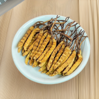 西藏冬蟲夏草批發 產地直供全規格蟲草足干冬蟲夏草禮盒 支持代發