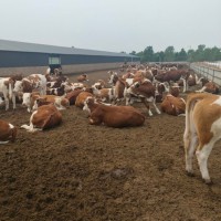 西門塔爾牛犢 牛苗基地 屠宰肉牛活牛市場行情